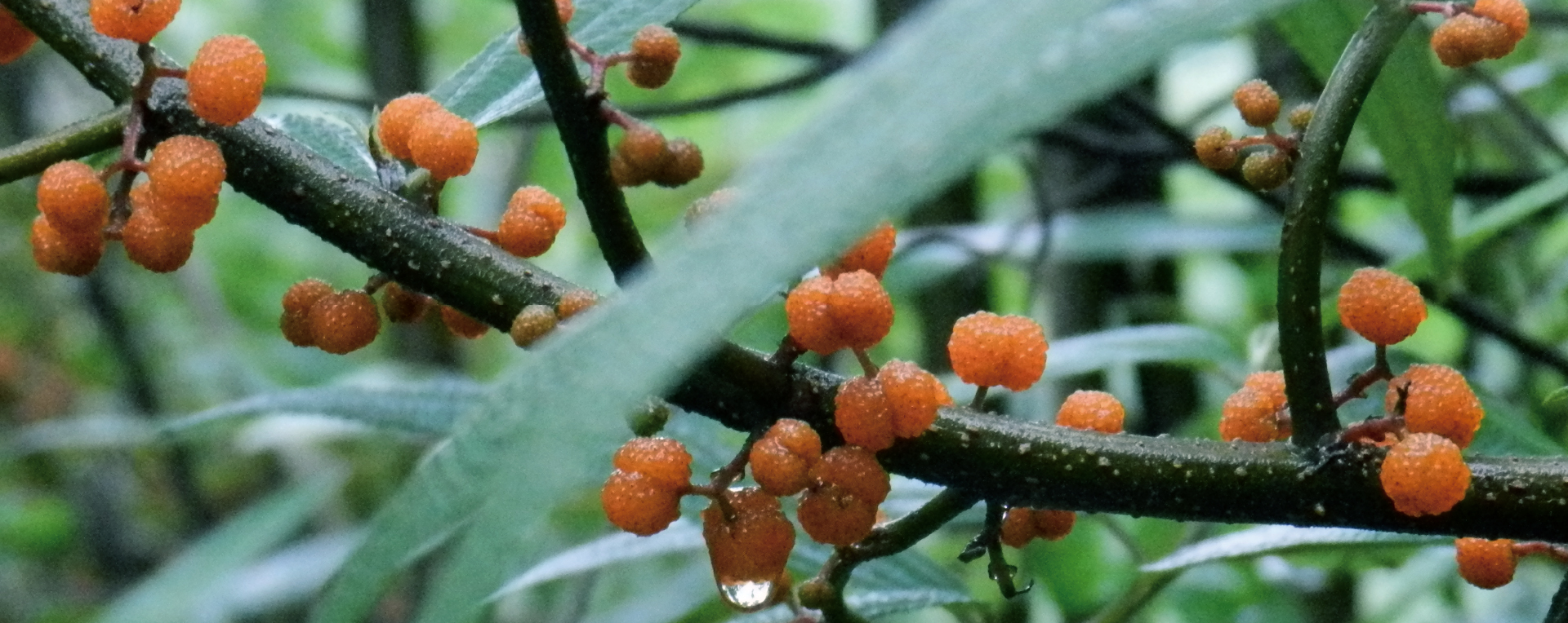 喜山分子果汁-新式茶飲品牌策劃VI設(shè)計