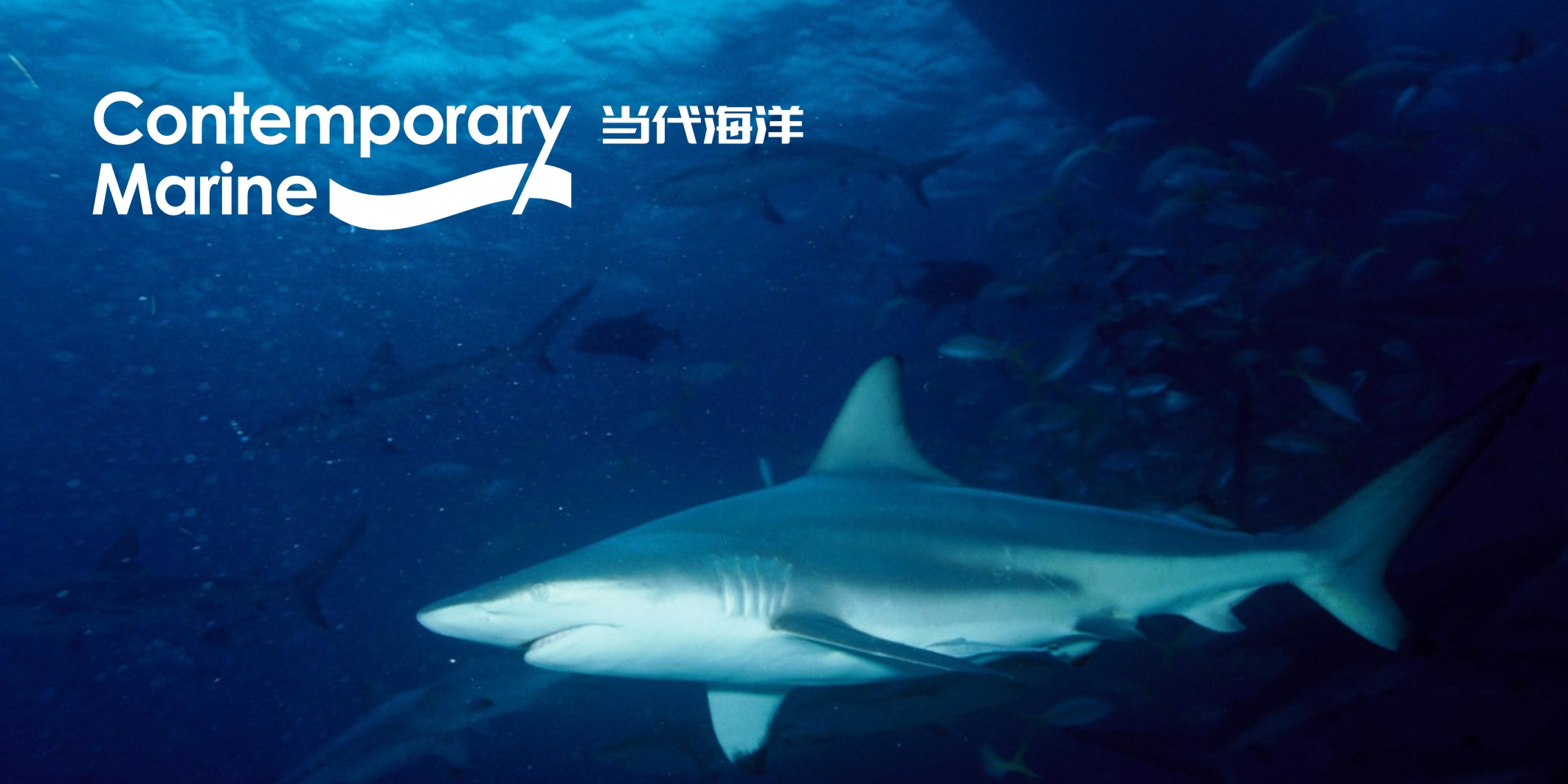 微型VI設(shè)計(jì)一般多少錢？2025最新報(bào)價(jià)解析